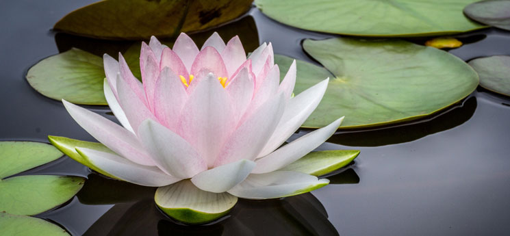 lotus flower