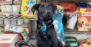 dog at pet pantry in front of food donations