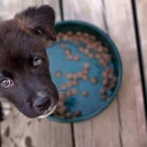 cute puppy waiting by dog bowl with food