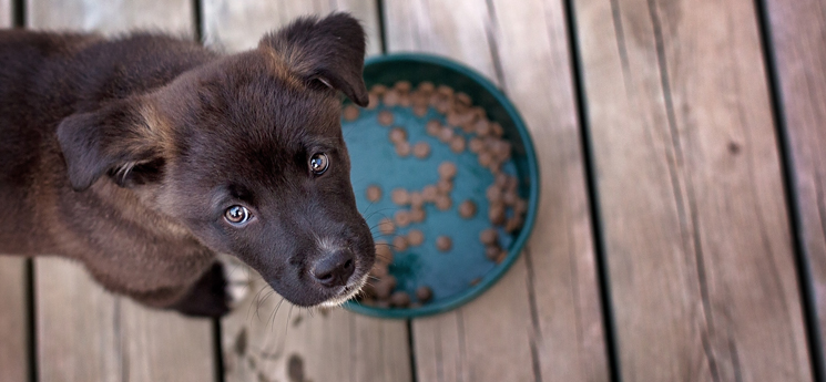 cute puppy waiting by dog bowl with food
